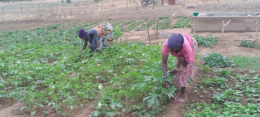 Smallholder farmers tending vegetable crops, West Africa
