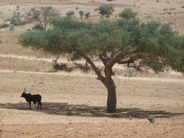 Climate change adaptation and disaster risk reduction