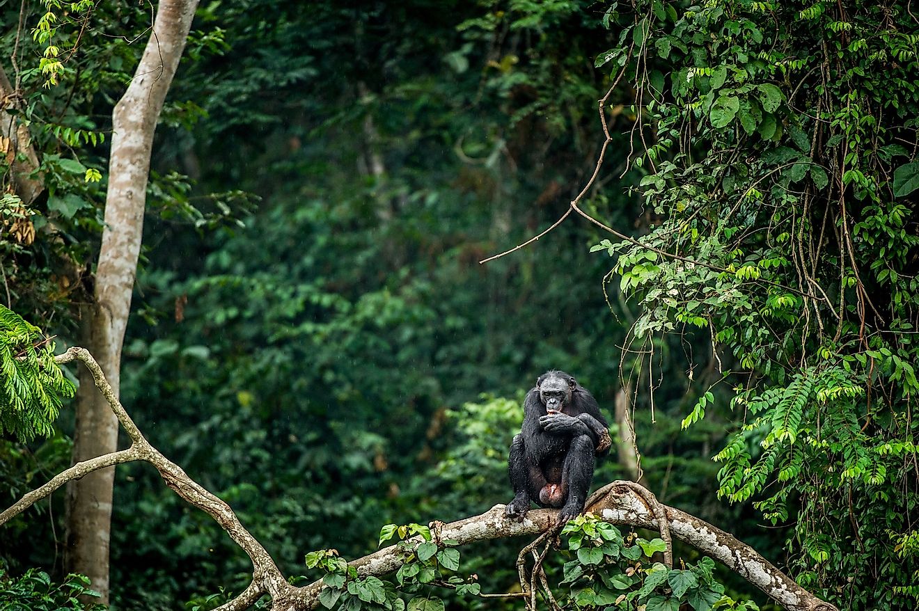 Biodiverse Landscapes Fund for West Congo Basin