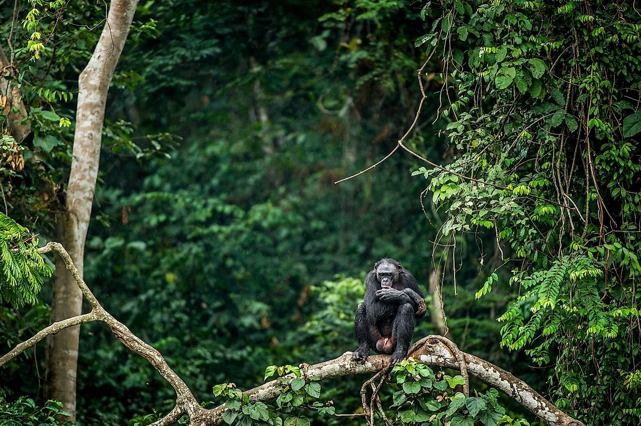 Biodiverse Landscapes Fund for West Congo Basin